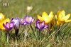 Dateiname=20150308-fruehling-IMG_0573.jpg
Dateigröße=168KB
Abmessungen: 900x600
hinzugefügt am: 30. Dezember 2017 20150308-fruehling-IMG_0573.jpg
