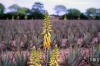 Dateiname=20160810_aloevera_IMG_8352.jpg
Dateigröße=164KB
Abmessungen: 900x600
hinzugefügt am: 30. Dezember 2017 20160810_aloevera_IMG_8352.jpg