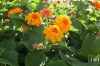 Dateiname=20160811_blume_DSCI1933.jpg
Dateigröße=272KB
Abmessungen: 900x600
hinzugefügt am: 30. Dezember 2017 20160811_blume_DSCI1933.jpg
