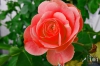 Dateiname=20180516_rose_160405.jpg
Dateigröße=207KB
Abmessungen: 900x600
hinzugefügt am: 12. Februar 2019 20180516_rose_160405.jpg