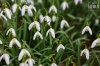 Dateiname=20190217-schneegloeckchen-IMG_7861.jpg
Dateigröße=196KB
Abmessungen: 900x600
hinzugefügt am: 29. Dezember 2020 20190217-schneegloeckchen-IMG_7861.jpg