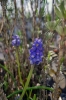 Dateiname=20190407_blume_121430.jpg
Dateigröße=191KB
Abmessungen: 600x900
hinzugefügt am: 29. Dezember 2020 20190407_blume_121430.jpg