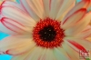 Dateiname=20190608_bluete_115313.jpg
Dateigröße=140KB
Abmessungen: 900x600
hinzugefügt am: 29. Dezember 2020 20190608_bluete_115313.jpg