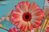 Dateiname=20190608_blume_115220.jpg
Dateigröße=179KB
Abmessungen: 900x600
hinzugefügt am: 29. Dezember 2020 20190608_blume_115220.jpg