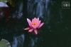 Dateiname=20190609-seerose-JMG_0286.JPG
Dateigröße=191KB
Abmessungen: 900x600
hinzugefügt am: 29. Dezember 2020 20190609-seerose-JMG_0286.JPG