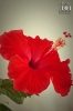 Dateiname=20190703_hibiskus_192024.jpg
Dateigröße=129KB
Abmessungen: 600x900
hinzugefügt am: 29. Dezember 2020 20190703_hibiskus_192024.jpg