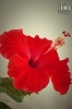 20190703_hibiskus_192024.jpg