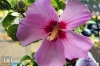 Dateiname=20190825_hibiskus_172137.jpg
Dateigröße=228KB
Abmessungen: 900x600
hinzugefügt am: 29. Dezember 2020 20190825_hibiskus_172137.jpg