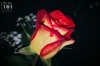 Dateiname=20190914_rose_225046.jpg
Dateigröße=116KB
Abmessungen: 900x600
hinzugefügt am: 29. Dezember 2020 20190914_rose_225046.jpg