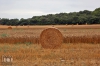 Dateiname=20180817_Herbst_IMG_8257.jpg
Dateigröße=317KB
Abmessungen: 900x600
hinzugefügt am: 29. September 2020 20180817_Herbst_IMG_8257.jpg