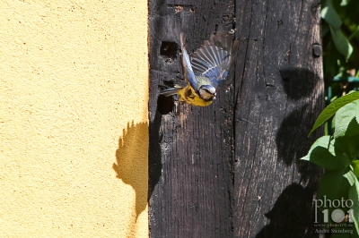 Klicken für Bild in voller Größe