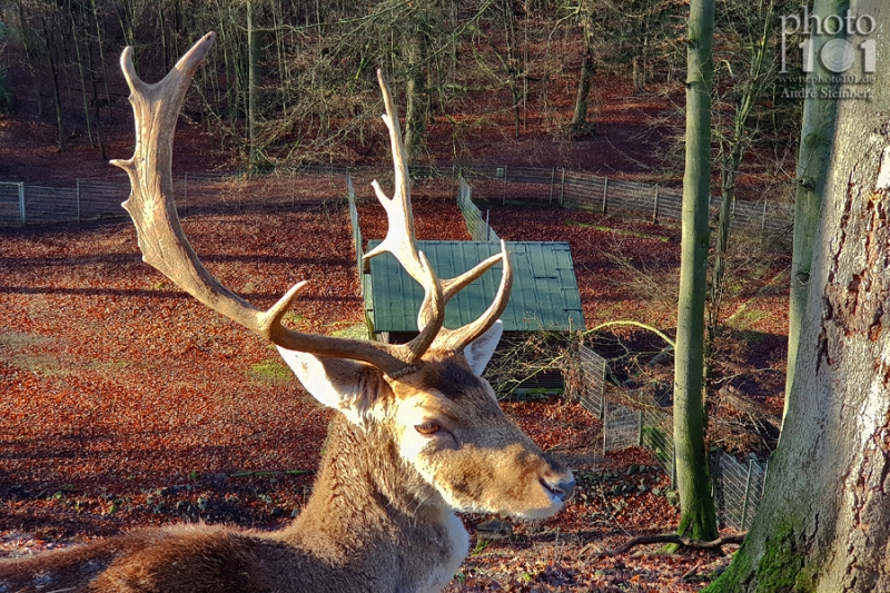 Klicken für Bild in voller Größe