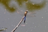 Dateiname=20150704-libelle-IMG_3752.jpg
Dateigröße=150KB
Abmessungen: 900x600
hinzugefügt am: 01. Januar 2017 20150704-libelle-IMG_3752.jpg