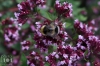 Dateiname=20150801-hummel-IMG_4368.jpg
Dateigröße=207KB
Abmessungen: 900x600
hinzugefügt am: 01. Januar 2017 20150801-hummel-IMG_4368.jpg