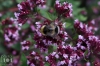 20150801-hummel-IMG_4368.jpg