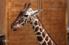 Dateiname=20170122-giraffe-IMG_0026.jpg
Dateigröße=172KB
Abmessungen: 900x600
hinzugefügt am: 03. Dezember 2018 20170122-giraffe-IMG_0026.jpg