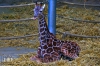 Dateiname=20170122-giraffenbaby-IMG_0029.jpg
Dateigröße=445KB
Abmessungen: 900x600
hinzugefügt am: 03. Dezember 2018 20170122-giraffenbaby-IMG_0029.jpg