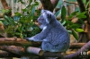 Dateiname=20170122-koala-IMG_0100.jpg
Dateigröße=266KB
Abmessungen: 900x600
hinzugefügt am: 03. Dezember 2018 20170122-koala-IMG_0100.jpg