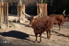 Dateiname=20170122-longhorn-IMG_0091.jpg
Dateigröße=307KB
Abmessungen: 900x600
hinzugefügt am: 03. Dezember 2018 20170122-longhorn-IMG_0091.jpg