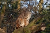 Dateiname=20170122-luchs-IMG_0047.jpg
Dateigröße=278KB
Abmessungen: 900x600
hinzugefügt am: 03. Dezember 2018 20170122-luchs-IMG_0047.jpg
