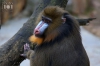 Dateiname=20170122-mandrill-IMG_0146.jpg
Dateigröße=169KB
Abmessungen: 900x600
hinzugefügt am: 03. Dezember 2018 20170122-mandrill-IMG_0146.jpg