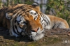 Dateiname=20170122-tiger-HMG_9972.jpg
Dateigröße=255KB
Abmessungen: 900x600
hinzugefügt am: 03. Dezember 2018 20170122-tiger-HMG_9972.jpg
