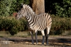 Dateiname=20170122-zebra-IMG_0125.jpg
Dateigröße=326KB
Abmessungen: 900x600
hinzugefügt am: 03. Dezember 2018 20170122-zebra-IMG_0125.jpg