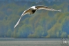 Dateiname=20170420-fliegender-schwan-IMG_9314.jpg
Dateigröße=115KB
Abmessungen: 900x600
hinzugefügt am: 03. Dezember 2018 20170420-fliegender-schwan-IMG_9314.jpg