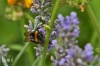 Dateiname=20170723-hummel-IMG_8455.jpg
Dateigröße=161KB
Abmessungen: 900x600
hinzugefügt am: 03. Dezember 2018 20170723-hummel-IMG_8455.jpg