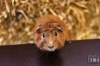 Dateiname=20170917-meerschweinchen-IMG_4686.jpg
Dateigröße=188KB
Abmessungen: 900x600
hinzugefügt am: 03. Dezember 2018 20170917-meerschweinchen-IMG_4686.jpg