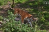 Dateiname=20171001-Tiger-IMG_5967.jpg
Dateigröße=436KB
Abmessungen: 900x600
hinzugefügt am: 03. Dezember 2018 20171001-Tiger-IMG_5967.jpg