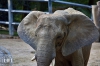 Dateiname=20171001-elefant-IMG_6001.jpg
Dateigröße=246KB
Abmessungen: 900x600
hinzugefügt am: 03. Dezember 2018 20171001-elefant-IMG_6001.jpg