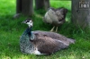 Dateiname=20180512_pfau_IMG_0517.jpg
Dateigröße=266KB
Abmessungen: 900x600
hinzugefügt am: 28. Februar 2020 20180512_pfau_IMG_0517.jpg