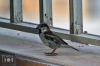 Dateiname=20180808_spatz_IMG_7676.JPG
Dateigröße=190KB
Abmessungen: 900x600
hinzugefügt am: 28. Februar 2020 20180808_spatz_IMG_7676.JPG