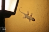 Dateiname=20180809_gecko_IMG_0058.JPG
Dateigröße=162KB
Abmessungen: 900x600
hinzugefügt am: 28. Februar 2020 20180809_gecko_IMG_0058.JPG