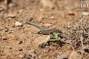 Dateiname=20180820_gecko_IMG_8602.jpg
Dateigröße=275KB
Abmessungen: 900x600
hinzugefügt am: 28. Februar 2020 20180820_gecko_IMG_8602.jpg