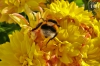 Dateiname=20181020_hummel_104424.jpg
Dateigröße=218KB
Abmessungen: 900x600
hinzugefügt am: 28. Februar 2020 20181020_hummel_104424.jpg