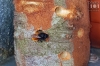 Dateiname=20190407_Wildbiene_122009.jpg
Dateigröße=362KB
Abmessungen: 900x600
hinzugefügt am: 21. Mai 2021 20190407_Wildbiene_122009.jpg