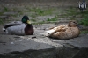 Dateiname=20190501-enten-IMG_5537.jpg
Dateigröße=187KB
Abmessungen: 900x600
hinzugefügt am: 21. Mai 2021 20190501-enten-IMG_5537.jpg
