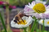Dateiname=20190610_biene_102730.jpg
Dateigröße=202KB
Abmessungen: 900x600
hinzugefügt am: 21. Mai 2021 20190610_biene_102730.jpg