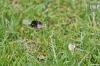 Dateiname=20190714-hummel-IMG_5055.JPG
Dateigröße=237KB
Abmessungen: 900x600
hinzugefügt am: 21. Mai 2021 20190714-hummel-IMG_5055.JPG