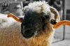 Dateiname=20190915_Walliser-Schaf_JMG_9665.JPG
Dateigröße=182KB
Abmessungen: 900x600
hinzugefügt am: 21. Mai 2021 20190915_Walliser-Schaf_JMG_9665.JPG
