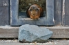 Dateiname=20190915_neuguinea-pig_JMG_9695.JPG
Dateigröße=306KB
Abmessungen: 900x600
hinzugefügt am: 21. Mai 2021 20190915_neuguinea-pig_JMG_9695.JPG