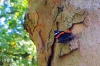 Dateiname=20191013_Schmetterling_140737.jpg
Dateigröße=318KB
Abmessungen: 900x600
hinzugefügt am: 21. Mai 2021 20191013_Schmetterling_140737.jpg