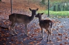 Dateiname=20211014-Rehe_IMG_0551.jpg
Dateigröße=352KB
Abmessungen: 900x600
hinzugefügt am: 28. Oktober 2022 20211014-Rehe_IMG_0551.jpg