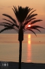Dateiname=20180824_palme_IMG_9125.jpg
Dateigröße=222KB
Abmessungen: 600x900
hinzugefügt am: 30. August 2019 20180824_palme_IMG_9125.jpg