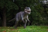 Dateiname=20211014-Dino_IMG_0638.JPG
Dateigröße=203KB
Abmessungen: 900x600
hinzugefügt am: 05. Juni 2023 20211014-Dino_IMG_0638.JPG